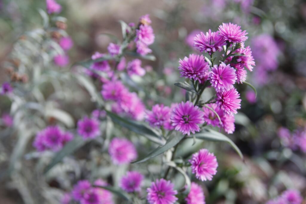 Close-up of vibrant purple flowers blooming outdoors, capturing nature's beauty.